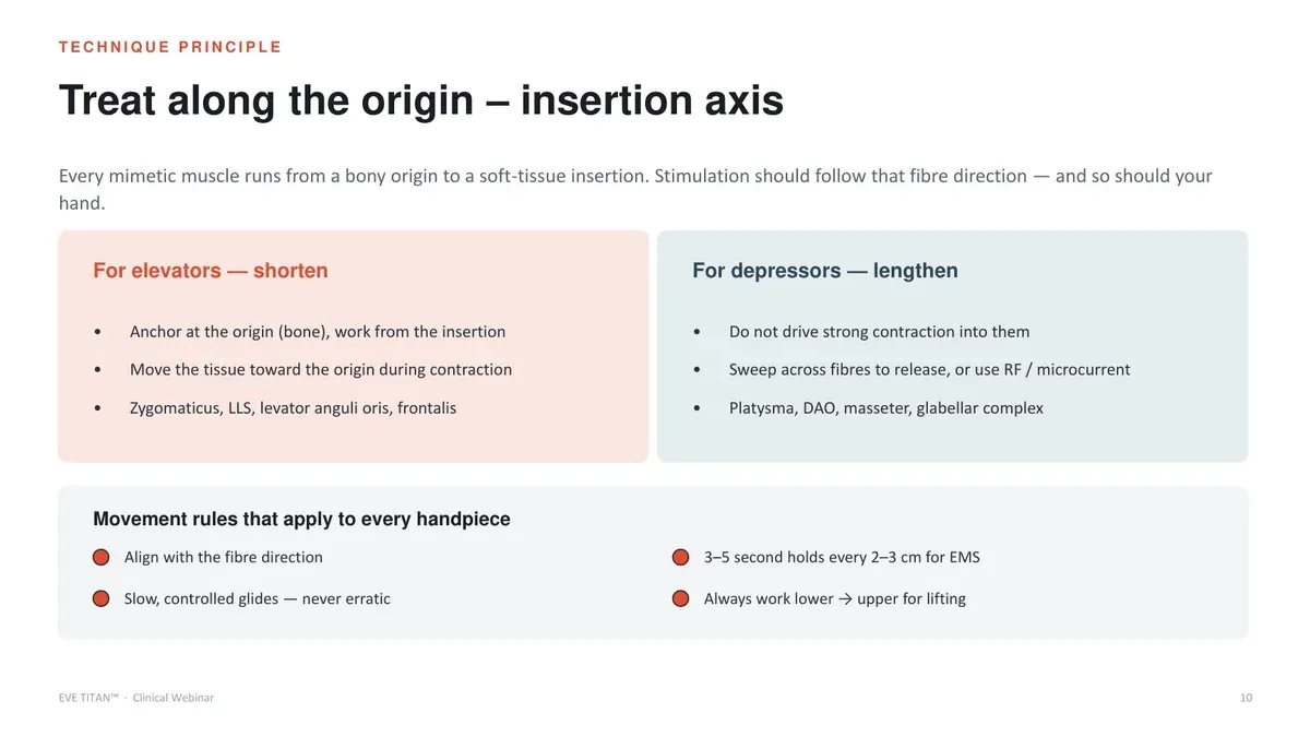 สไลด์อธิบายทิศทาง origin–insertion ของกล้ามเนื้อมัดยกและมัดดึงลง