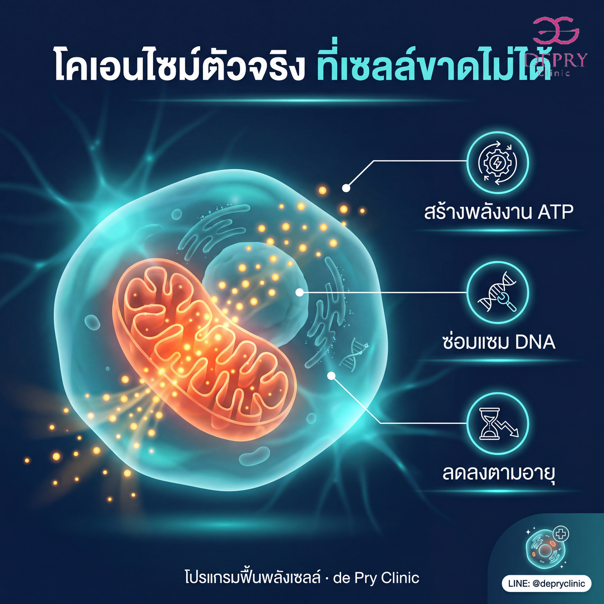 โคเอนไซม์ NAD+ สร้างพลังงาน ATP ในไมโตคอนเดรีย